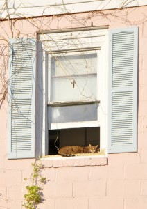 Cat in Window