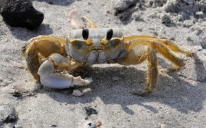 Crab Posing